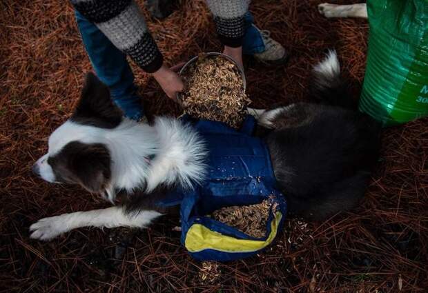 Как собаки помогают восстанавливать чилийские леса лес, фото, чили