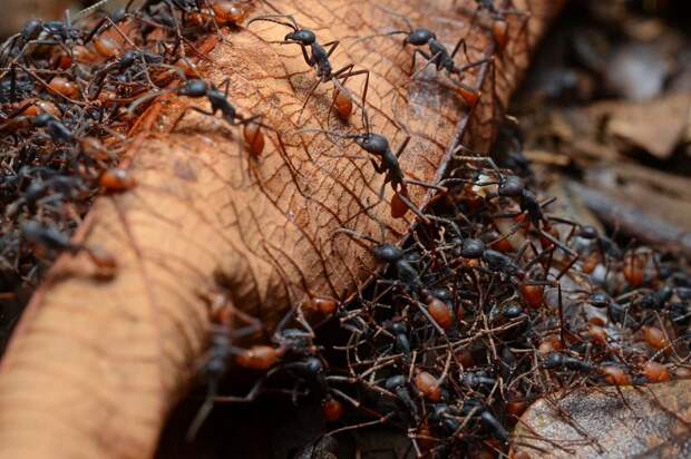 Кочевые муравьи. (Geoff Gallice)