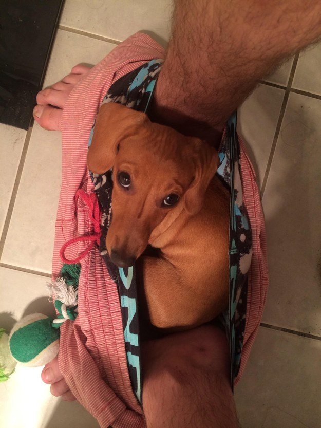 And this dog who found a new bed: