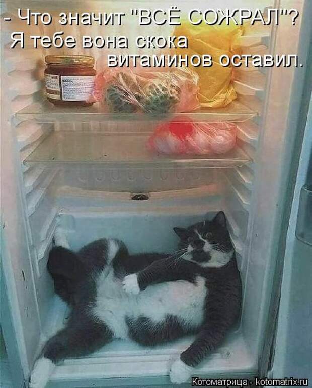 Лучшие котоматрицы недели (50 фото)