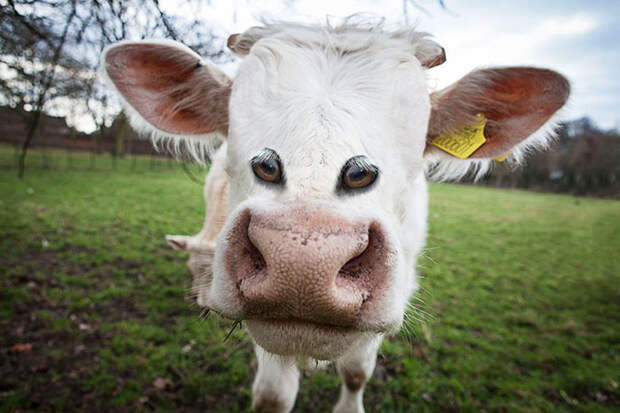 Cow