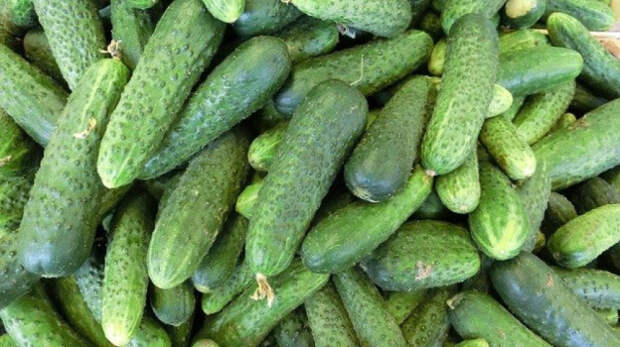 ФАС контролирует повышение цен на огурцы в разных регионах России