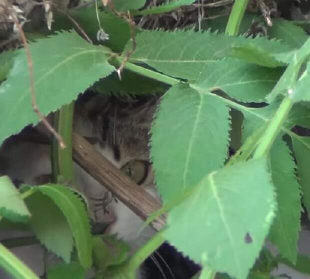 Кошка прячется Кошка в кустах