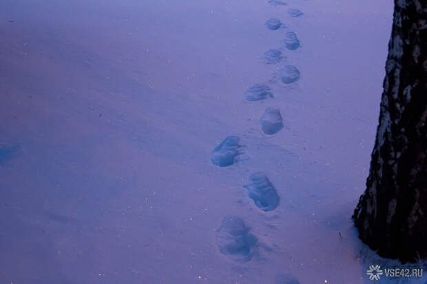 "Правило трех": эксперт раскрыл роковую ошибку пропавших Усольцевых в красноярской тайге