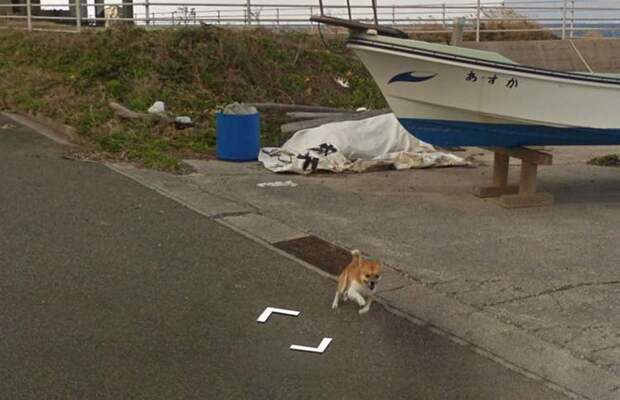 В Японии собака проследовала за автомобилем Google Street View, забавно «испортив» каждую сделанную им фотографию google street view, животные, кадр, собака, юмор