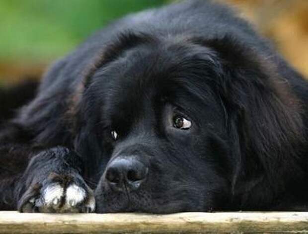 Картинки по запросу черный лохматый пес