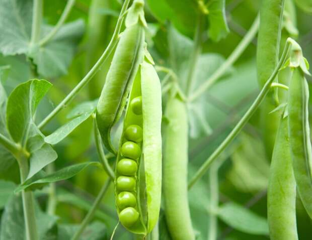 7 вкусных и полезных растений для квартиры