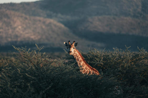 Hide and seek by Michiel Pieters on 500px.com