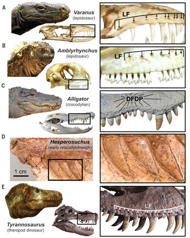Рис. 3. Сравнение челюстной анатомии варана, морской игуаны, аллигатора, гесперозуха и тираннозавра