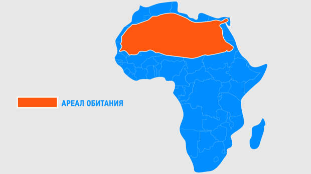 ареал обитания