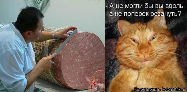 Лучшие котоматрицы недели (50 фото)