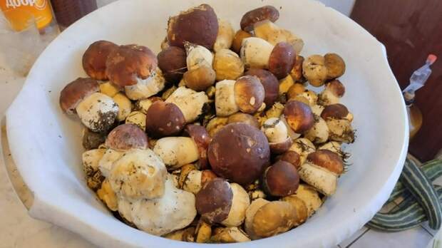 Юрист предупредил о штрафах и тюремных сроках за сбор грибов в заповедниках