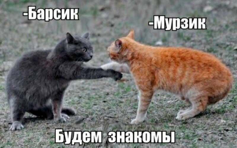 Субботний котопост коты, кошки, приколы с котами., смешные коты