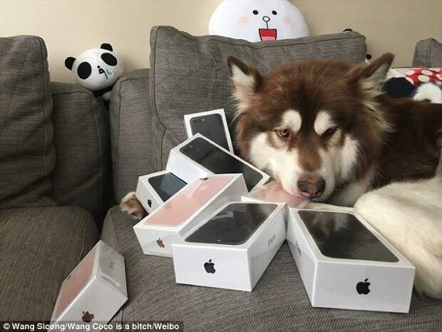 Конечно, эти фотографии вызвали общественный резонанс  iphone 7, китай, подарок, собака