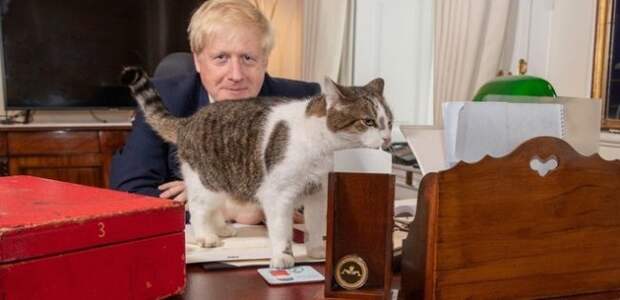 Влияние кота Ларри на британскую политику – нешуточные доказательства британия, кот ларри, политика