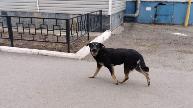 Соцсети: в Оренбурге стая бродячих собак напала на школьника