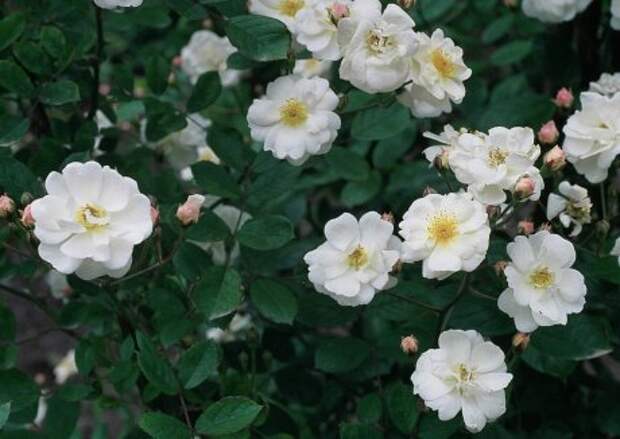 Мускусная роза: сорта, выращивание и уход
