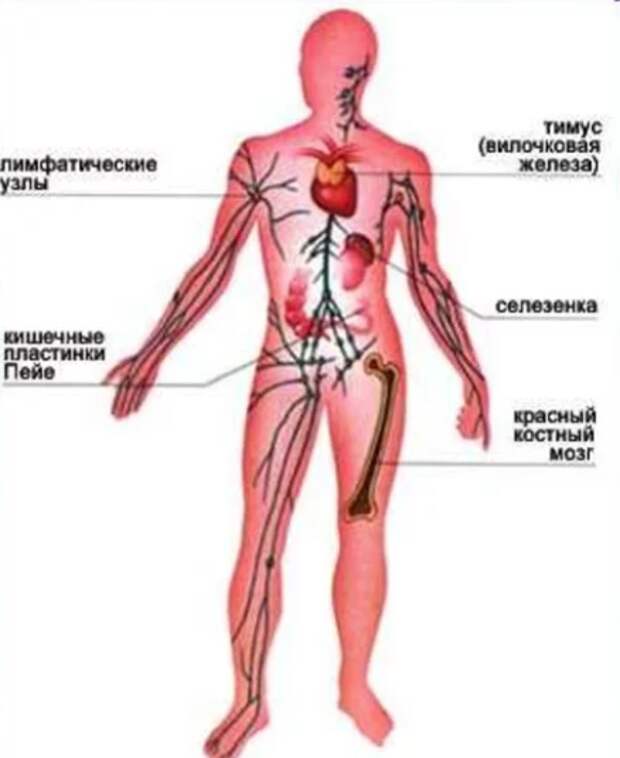 Тимус красный мозг. Органы иммунной системы человека. Органы кроветворной системы человека. Система кроветворения человека. Система органов кроветворения.
