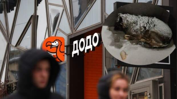 "Додо Пицца" открывает двери для четвероногих друзей: все заведения станут pet-friendly после истории с собакой Додобоней