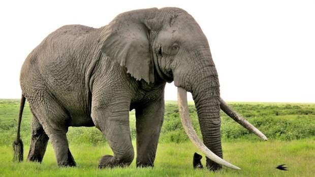 1. Слон животные, природа, факты