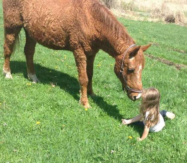 лошадь с ребенком