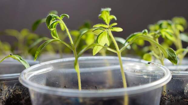 Рассада вытянулась и стала тонкой: в чем причина и как решить проблему