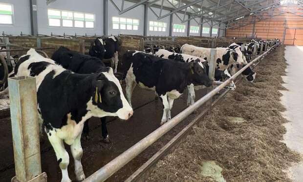 Фермеры Поморья могут получить до 4 млн рублей на развитие сельских территорий