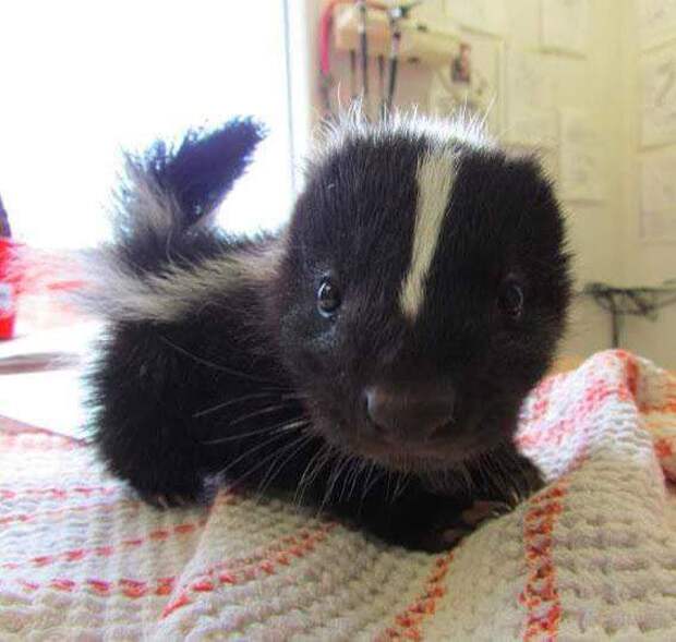 Bigpicture ru adorable baby animals 6