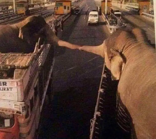 Эти слоны пробыли в одном зоопарке 12 лет. Теперь их развозят в разные зоопарки и они больше никогда не увидятся