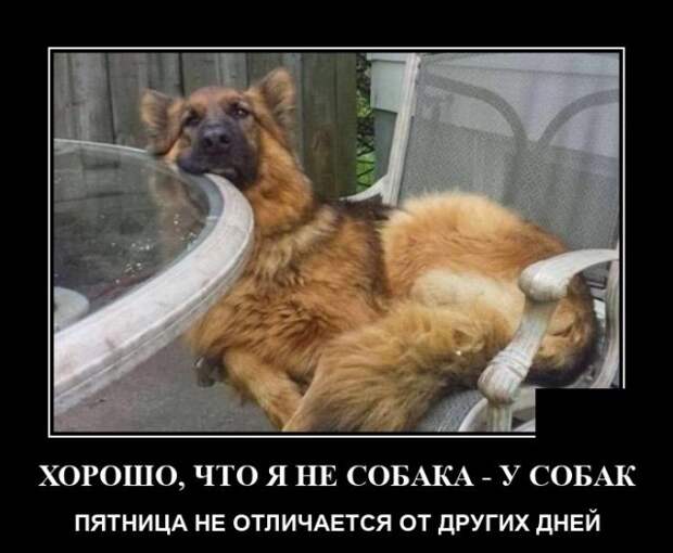 Демотиваторы 14 октября 2021 года