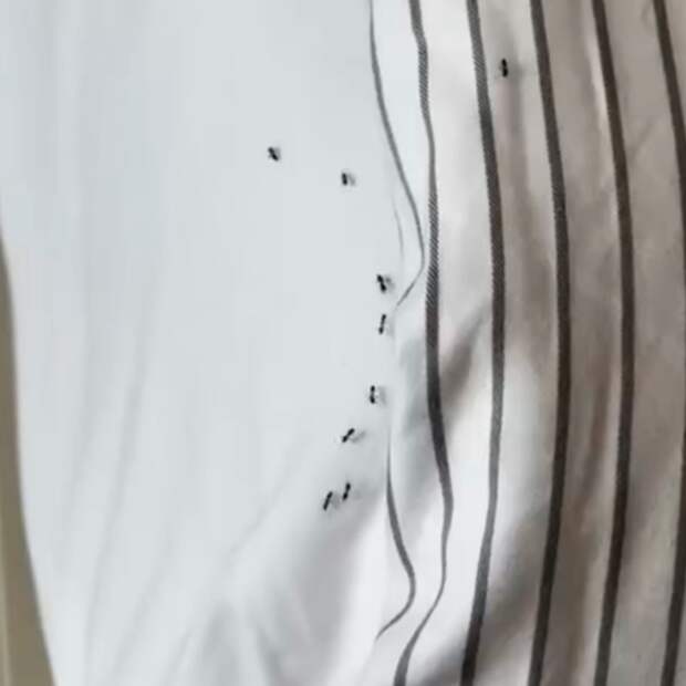 Колония муравьев искусала россиян во сне в отеле Турции и попала на видео