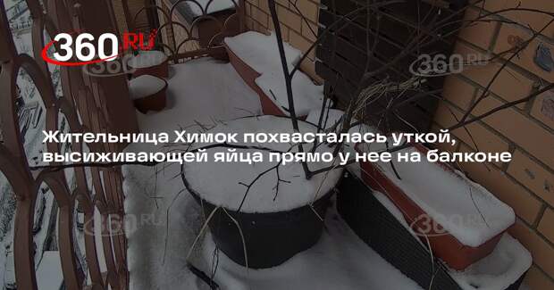 Жительница Химок похвасталась уткой, высиживающей яйца прямо у нее на балконе