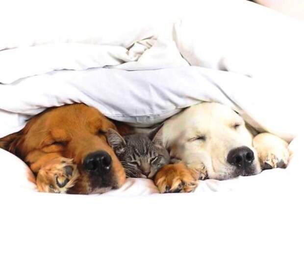 Третий не лишний — весь Инстаграм влюбился в семью ретриверов и их друга-кота