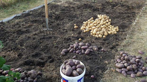 Картофель. Посадка клубнями у себя на даче. Получаем богатый урожай. Секреты опытного агронома