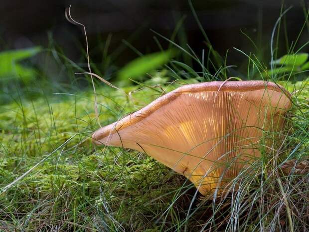 посадка грибов на даче улучшает экологию сада