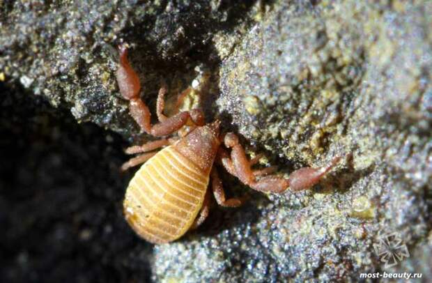 Aldabrinus aldabrinus