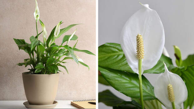 15 комнатных растений, полезных для здоровья