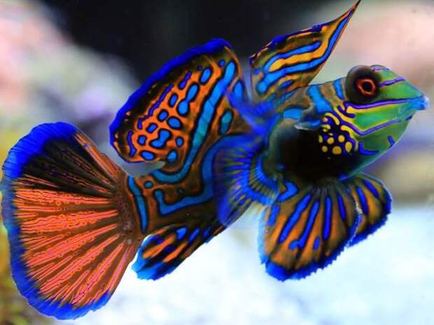 Красивые аквариумные рыбки (30 фото)
