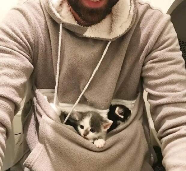 Котята в кофте Котята в кармане