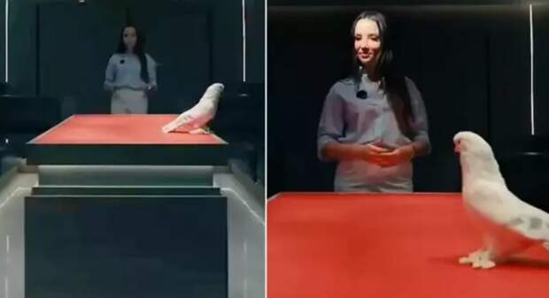 В Турции продали голубя по цене автомобиля