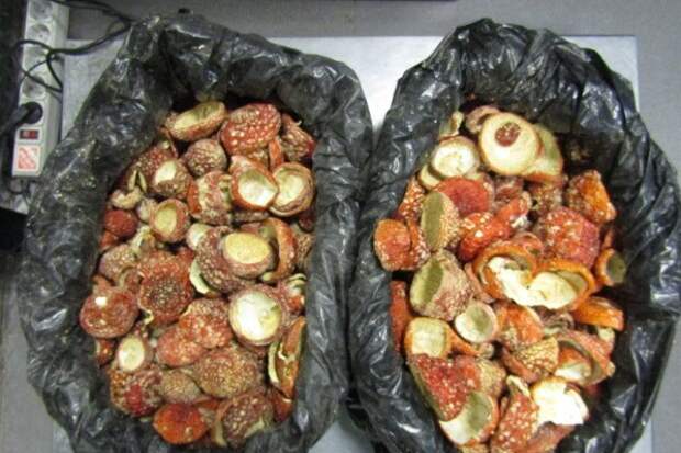 Эстония не получит петербургских мухоморов благодаря таможне