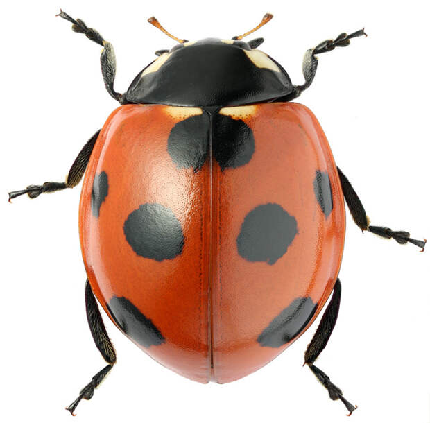 Семиточечная коровка (лат. Coccinella septempunctata) животные, факты