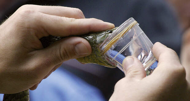 milking snake venom