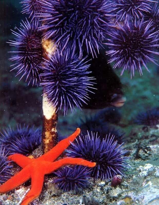 Морские ежи животные, интересное, кораллы, красиво, красочно, подводное царство, природа, ярко
