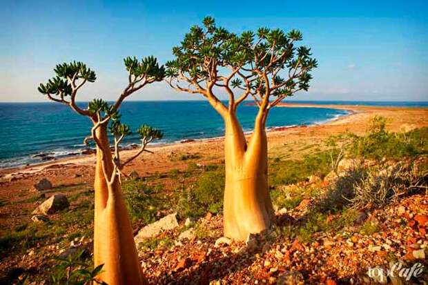Socotra Island - один из самых странных и загадочных островов
