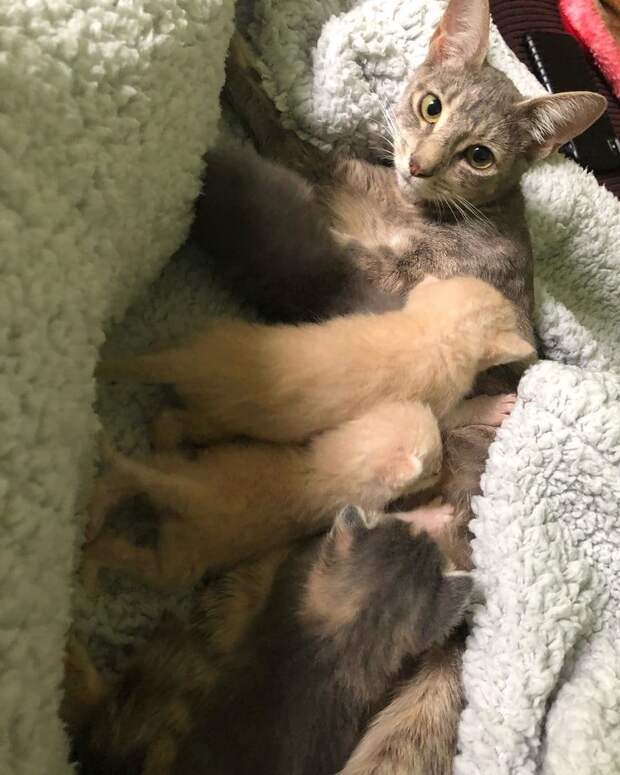 спасение котят кошка с котятами