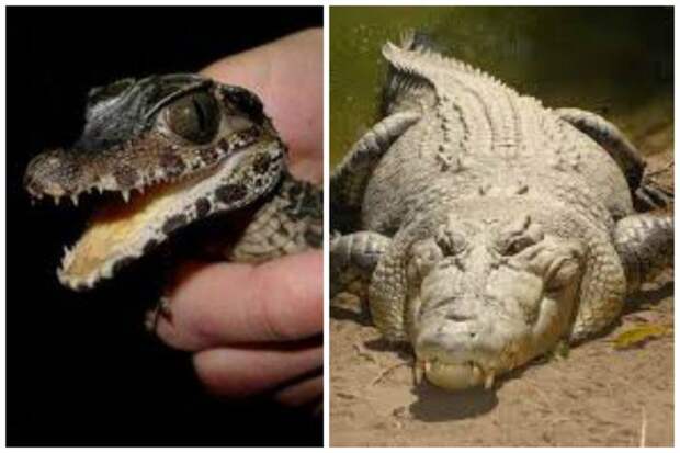 Самый маленький крокодил - карликовый крокодил, длина максимум 190 см, самый большой - Гребнистый или морской крокодил (Crocodylus porosus) - 5,48 м, 998 кг вес. большие, животные, интересное, маленькие, природа, факты, фауна