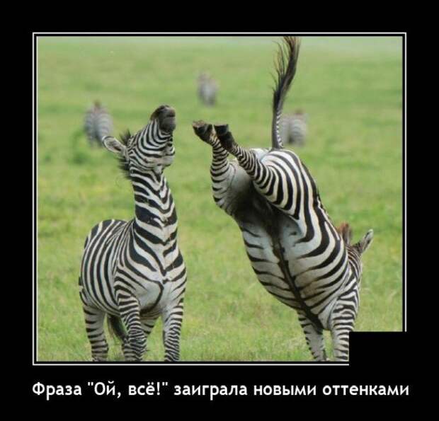 Демотиватор про зебру