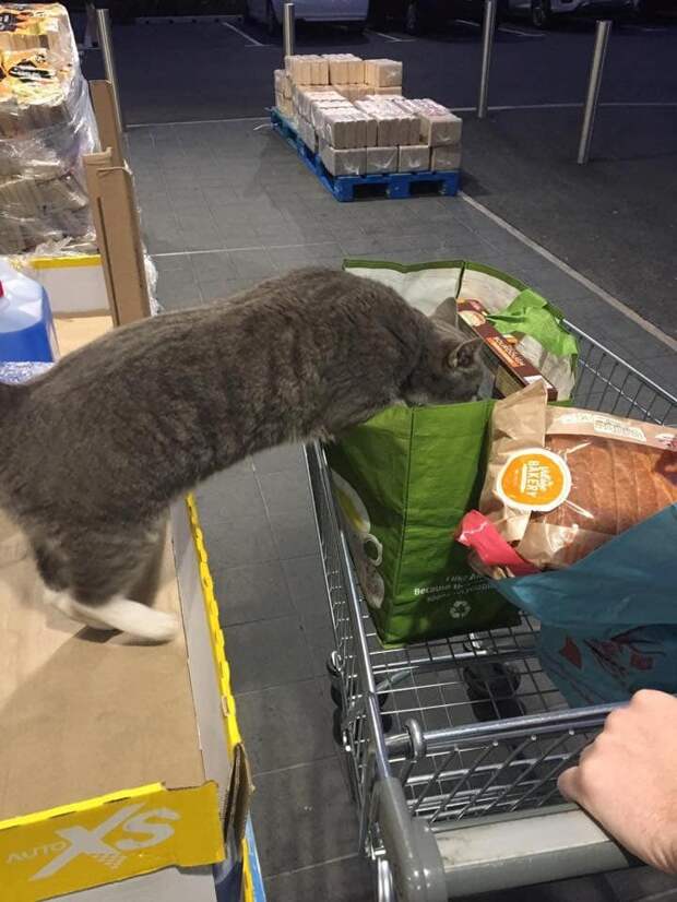 история о потерянном коте Кот заглядывает в корзину с продуктами