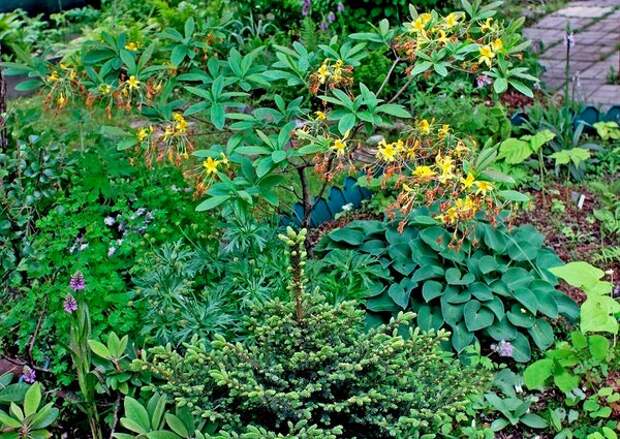 Растения в саду. Фото: Михаил Полотнов